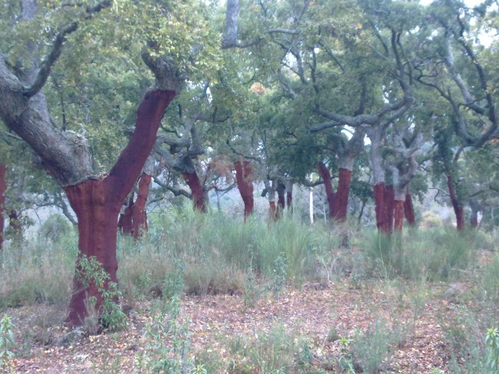 Apartamentos Rurales Candela Cañamero Esterno foto